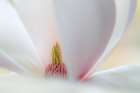 Washington State-Seabeck Close-up of tulip magnolia blossom Art Print